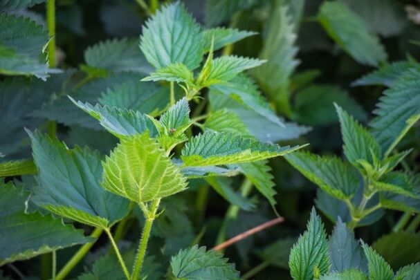 Nettle is used to prepare medicinal infusions for the treatment of potency problems