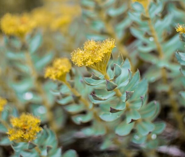 Rhodiola helps neurosis in the context of potency disorders​​​