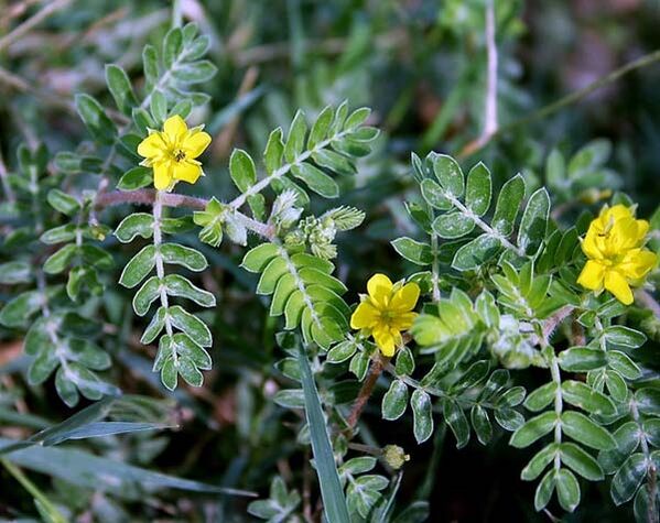 Tribulus enhances the function of male reproductive system