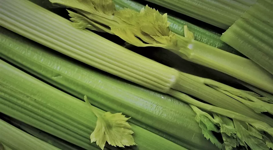 The potency of celery