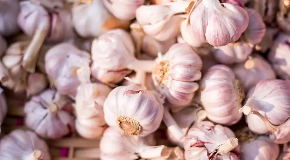 The potency of garlic