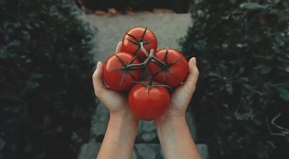 The potency of tomatoes